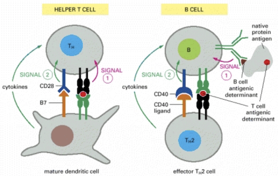 B cell activation 2.png